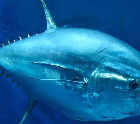 Cascata, 3 Bedroom, Pool, Close To Olhos De Agua * Albufeira